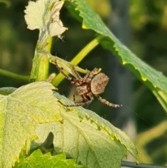 Araneinae (subfamily) at Murrumbateman, NSW - 11 Nov 2020