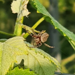 Araneinae (subfamily) at Murrumbateman, NSW - 11 Nov 2020