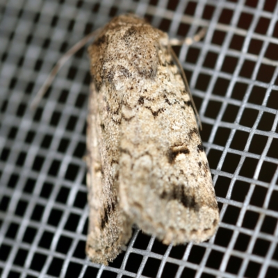 Proteuxoa capularis (Half-moon Noctuid) at O'Connor, ACT - 22 Feb 2021 by ibaird