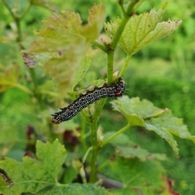 Phalaenoides glycinae (Grapevine Moth) at Murrumbateman, NSW - 11 Nov 2020 by Speedsta