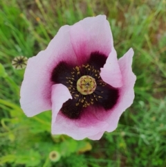 Papaver somniferum (Opium Poppy) at Jerrabomberra, NSW - 20 Oct 2020 by Speedsta