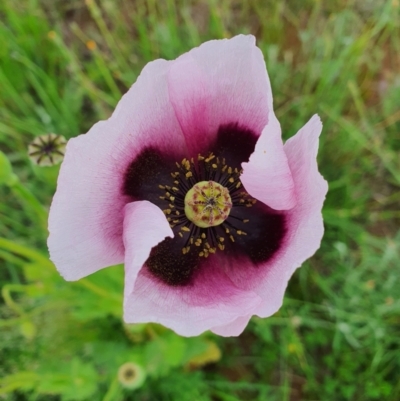 Papaver somniferum (Opium Poppy) at Jerrabomberra, NSW - 19 Oct 2020 by Speedsta