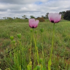 Papaver somniferum at Jerrabomberra, NSW - 20 Oct 2020