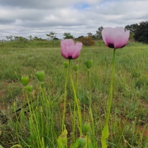 Papaver somniferum at Jerrabomberra, NSW - 20 Oct 2020