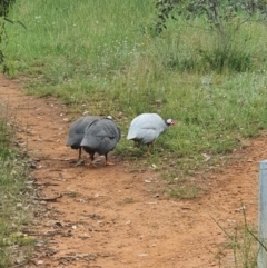 Numida meleagris at Hume, ACT - 3 Nov 2020