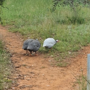 Numida meleagris at Hume, ACT - 3 Nov 2020