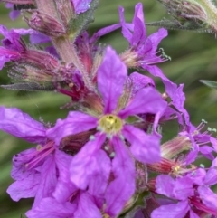 Lythrum salicaria (Purple Loosestrife) at Booth, ACT - 22 Feb 2021 by RAllen