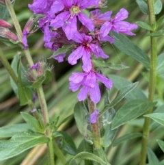 Lythrum salicaria at Booth, ACT - 22 Feb 2021