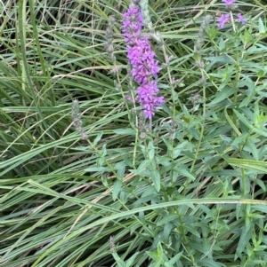 Lythrum salicaria at Booth, ACT - 22 Feb 2021