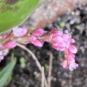 Persicaria decipiens at Booth, ACT - 22 Feb 2021