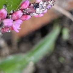 Persicaria decipiens at Booth, ACT - 22 Feb 2021