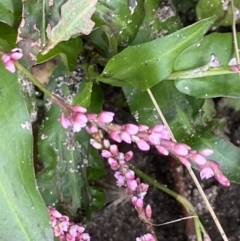 Persicaria decipiens at Booth, ACT - 22 Feb 2021 11:55 AM