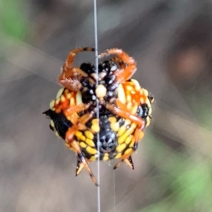 Austracantha minax at Holt, ACT - 24 Feb 2021 09:37 AM