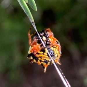 Austracantha minax at Holt, ACT - 24 Feb 2021 09:37 AM