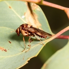 Pergagrapta polita (Sawfly) at Holt, ACT - 23 Feb 2021 by Roger