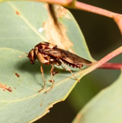 Pergagrapta polita (Sawfly) at Holt, ACT - 24 Feb 2021 by Roger