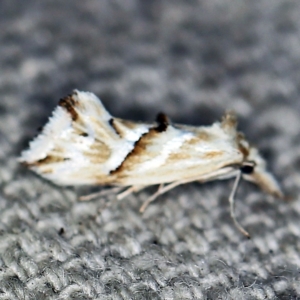 Heliocosma argyroleuca at O'Connor, ACT - 22 Feb 2021 10:24 PM