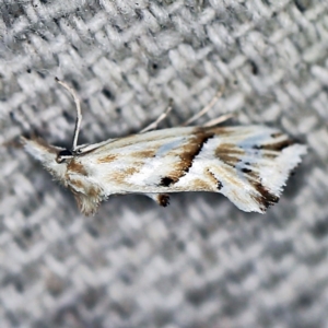 Heliocosma argyroleuca at O'Connor, ACT - 22 Feb 2021 10:24 PM