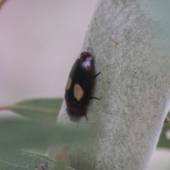 Sphallomorpha ruficollis at Higgins, ACT - 24 Feb 2021