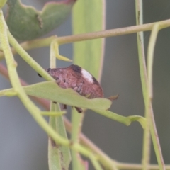 Gonipterus pulverulentus (Eucalyptus weevil) at Higgins, ACT - 23 Feb 2021 by AlisonMilton