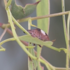 Gonipterus pulverulentus at Higgins, ACT - 24 Feb 2021 10:46 AM