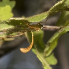 Enicospilus sp. (genus) at Acton, ACT - 11 Feb 2021 by AlisonMilton