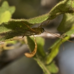 Ichneumonidae (family) at ANBG - 11 Feb 2021