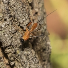 Stiromesostenus sp. (genus) at Acton, ACT - 11 Feb 2021 by AlisonMilton