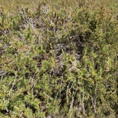 Dracophyllum continentis (Candle Heath) at Cotter River, ACT - 20 Feb 2021 by RAllen