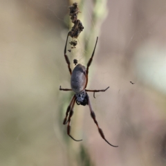 Trichonephila edulis (Golden orb weaver) at Ainslie, ACT - 16 Feb 2021 by jb2602