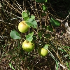 Malus pumila (Apple) at Isaacs Ridge - 23 Feb 2021 by Mike