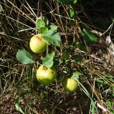 Malus pumila (Apple) at Isaacs, ACT - 23 Feb 2021 by Mike