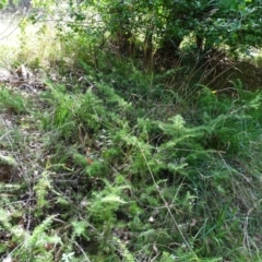 Juniperus communis (Juniper) at Isaacs Ridge - 23 Feb 2021 by Mike