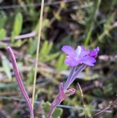 Epilobium sp. (A Willow Herb) at Cotter River, ACT - 20 Feb 2021 by RAllen