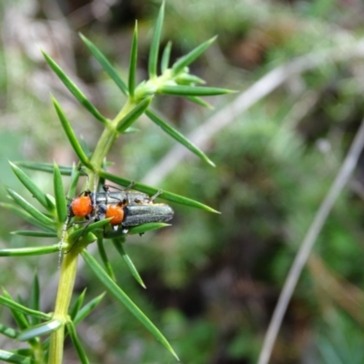 Chauliognathus tricolor (Tricolor soldier beetle) at Isaacs Ridge - 23 Feb 2021 by Mike