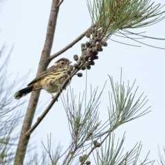 Pyrrholaemus sagittatus (Speckled Warbler) at Holt, ACT - 23 Feb 2021 by Peter6172