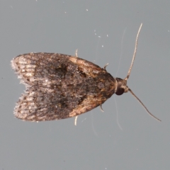 Capua intractana (A Tortricid moth) at Ainslie, ACT - 16 Feb 2021 by jb2602