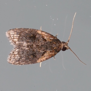 Capua intractana at Ainslie, ACT - 16 Feb 2021 11:12 PM