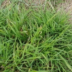 Microlaena stipoides (Weeping Grass) at Franklin, ACT - 24 Feb 2021 by trevorpreston