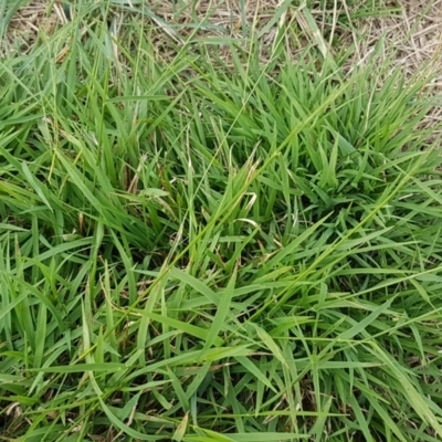 Microlaena stipoides (Weeping Grass) at Budjan Galindji (Franklin Grassland) Reserve - 24 Feb 2021 by tpreston