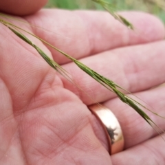 Microlaena stipoides at Franklin, ACT - 24 Feb 2021