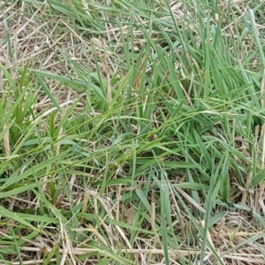 Microlaena stipoides at Franklin, ACT - 24 Feb 2021