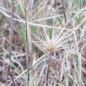 Hordeum marinum at Franklin, ACT - 24 Feb 2021 04:04 PM