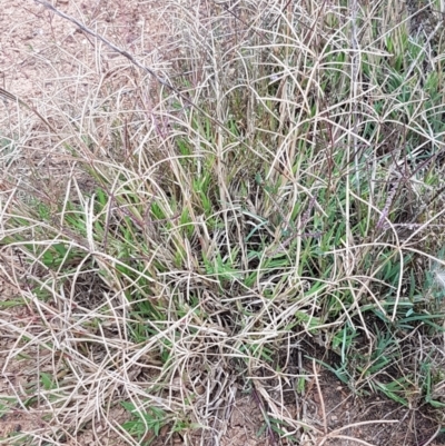 Cynodon dactylon (Couch Grass) at Budjan Galindji (Franklin Grassland) Reserve - 24 Feb 2021 by tpreston