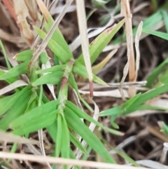 Cynodon dactylon at Franklin, ACT - 24 Feb 2021