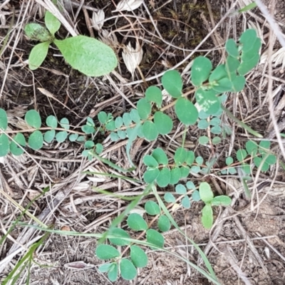 Euphorbia dallachyana (Mat Spurge, Caustic Weed) at Budjan Galindji (Franklin Grassland) Reserve - 24 Feb 2021 by tpreston