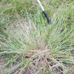 Eragrostis curvula (African Lovegrass) at Budjan Galindji (Franklin Grassland) Reserve - 24 Feb 2021 by tpreston