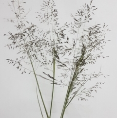 Eragrostis curvula at Franklin, ACT - 24 Feb 2021