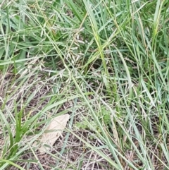 Eragrostis curvula at Franklin, ACT - 24 Feb 2021