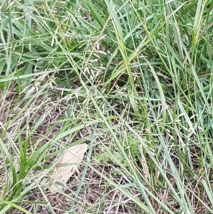 Eragrostis curvula at Franklin, ACT - 24 Feb 2021